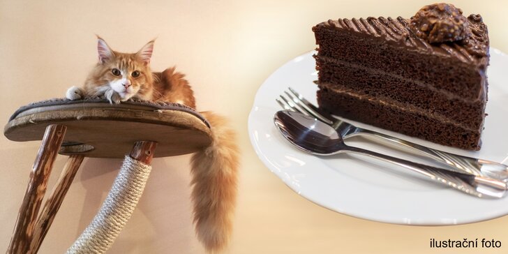 V milé společnosti: káva a slaďoučký dezert v kočičí kavárně