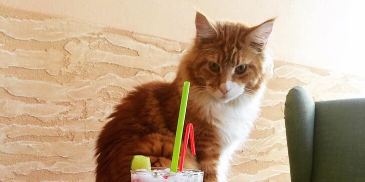 Pro milovníky koček a ledových dobrot: Velký pohár a domácí limonáda v kočičí kavárně