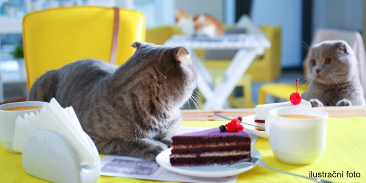 V milé společnosti: káva a slaďoučký dezert v kočičí kavárně