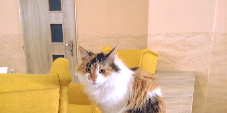 V kočičí partě: Káva nebo osvěžující limča s dezertem v kočičí kavárně