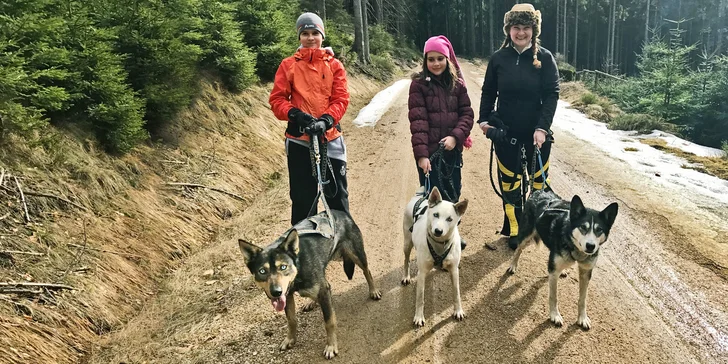 Dogtrekking s aljašským huskym: svižná procházka po Jizerských horách