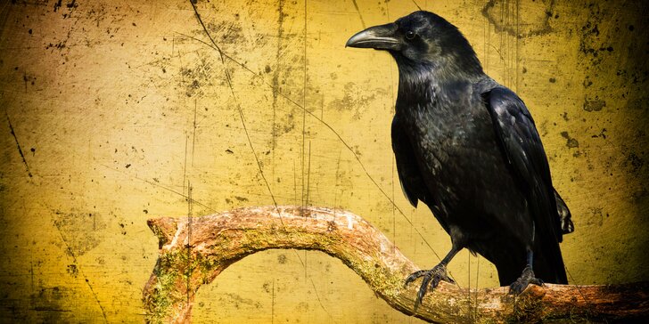 Online únikovka Ve stínu černé vrány pro chytré děti a jejich hravé rodiče