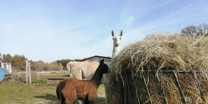 Na farmě potkáte i lamy. 
