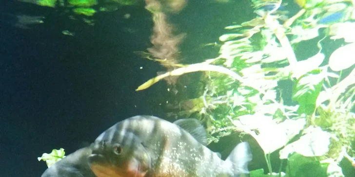 Monako: Jardin de Exotique, Grand Casino, Oceánografické muzeum, Knížecí palác