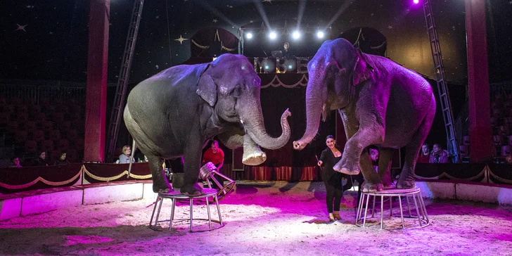 Hurá do Cirkusu Humberto na zbrusu novou show: akrobati, klauni i exotická zvířata v Českých Budějovicích