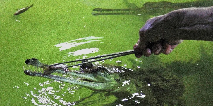 Staňte se na den ošetřovatelem krokodýlů a gaviálů v Krokodýlí ZOO Protivín