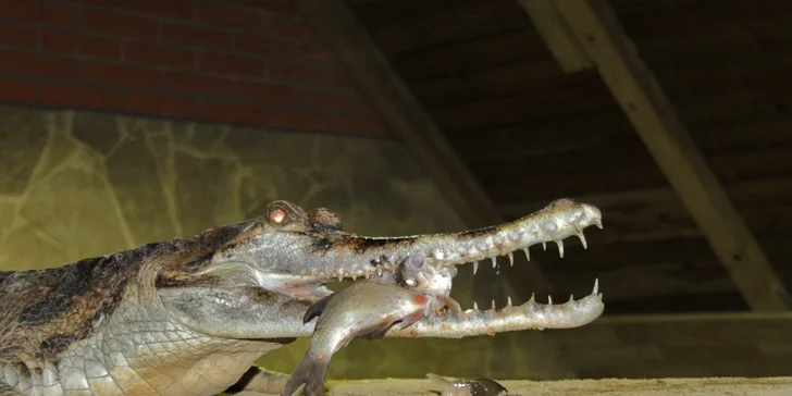 Staňte se na den ošetřovatelem krokodýlů a gaviálů v Krokodýlí ZOO Protivín