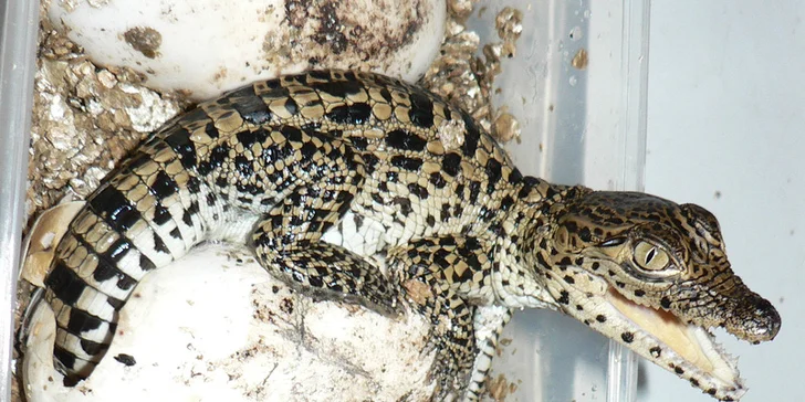 Staňte se na den ošetřovatelem krokodýlů a gaviálů v Krokodýlí ZOO Protivín