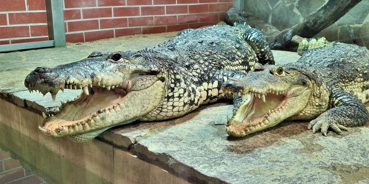Staňte se na den ošetřovatelem krokodýlů a gaviálů v Krokodýlí ZOO Protivín