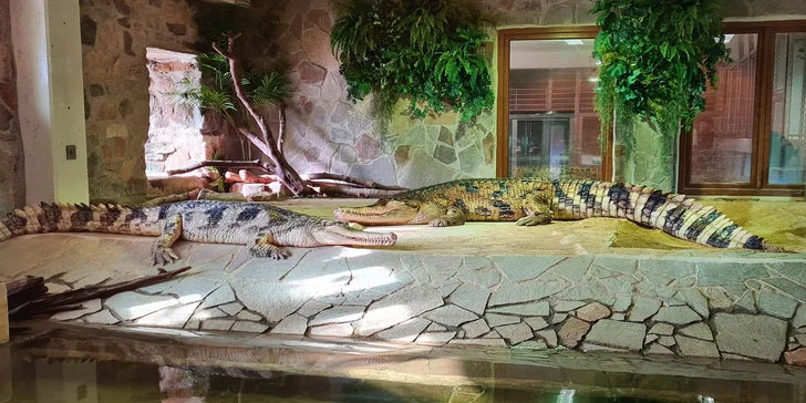 Staňte se na den ošetřovatelem krokodýlů a gaviálů v Krokodýlí ZOO Protivín
