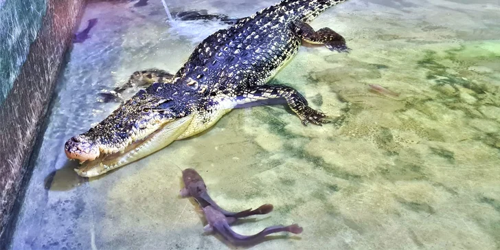 Staňte se na den ošetřovatelem krokodýlů a gaviálů v Krokodýlí ZOO Protivín
