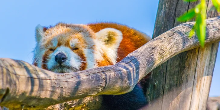Výlet do vídeňské zoo, autobusem s průvodcem: pandy, orangutani a další zvířata