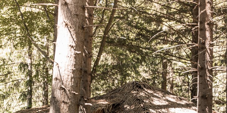 Romantika v korunách stromů: vyhlídkový posed na Šumavě až pro 4 osoby