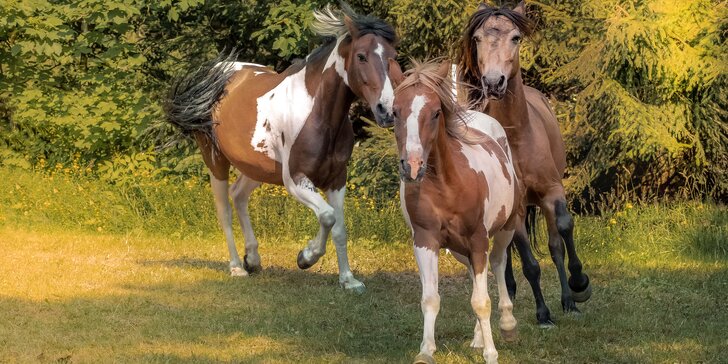 Vyjížďka na poníkovi či koni plemene Warlander a Quarter Horse: 25 nebo 50 min. jízdy v přírodě pro 1 osobu