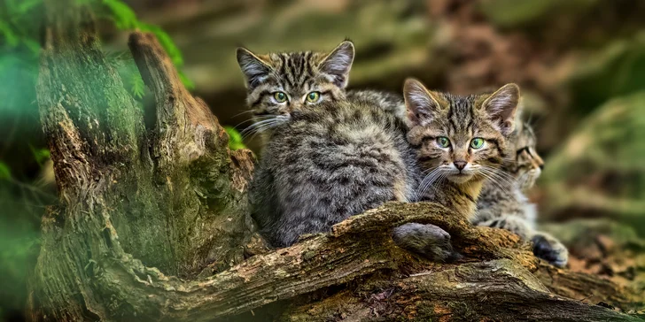 Jednodenní kurz fotografování v NP Bavorský les: krásná krajina a divoká zvířata