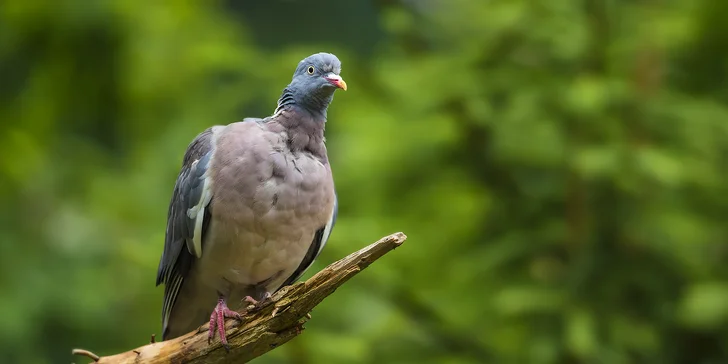 Víkendový kurz fotografování v NP Bavorský les: krásná krajina a divoká zvířata