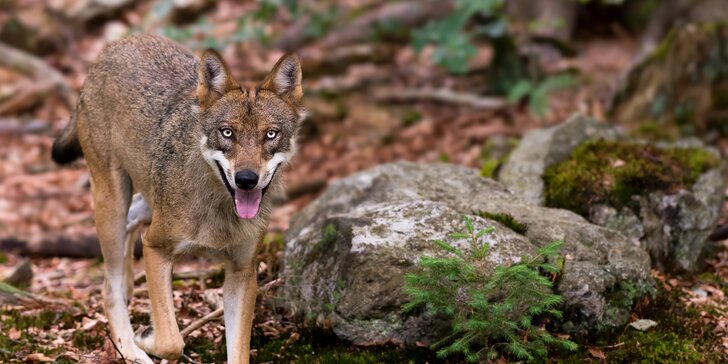 Víkendový kurz fotografování v NP Bavorský les: krásná krajina a divoká zvířata