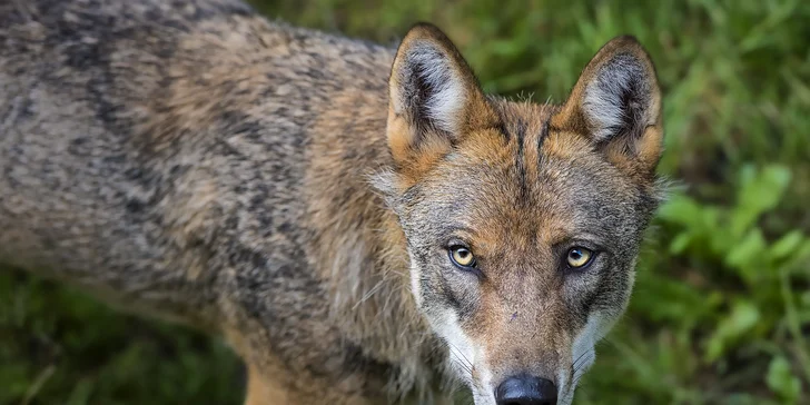 Víkendový kurz fotografování v NP Bavorský les: krásná krajina a divoká zvířata