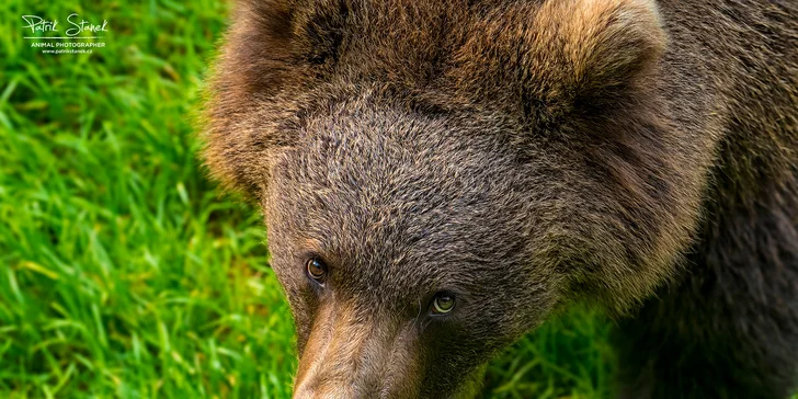 Víkendový kurz fotografování v NP Bavorský les: krásná krajina a divoká zvířata