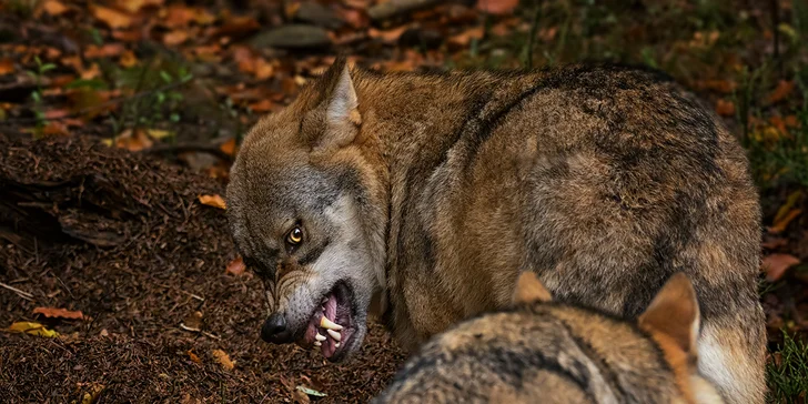 Víkendový kurz fotografování v NP Bavorský les: krásná krajina a divoká zvířata