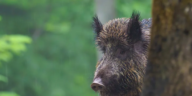 Víkendový kurz fotografování v NP Bavorský les: krásná krajina a divoká zvířata