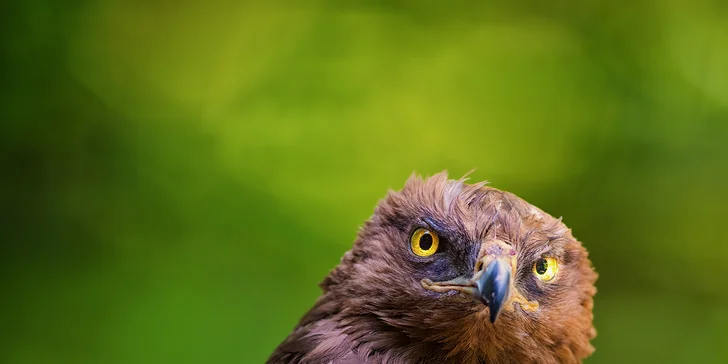 Víkendový kurz fotografování v NP Bavorský les: krásná krajina a divoká zvířata