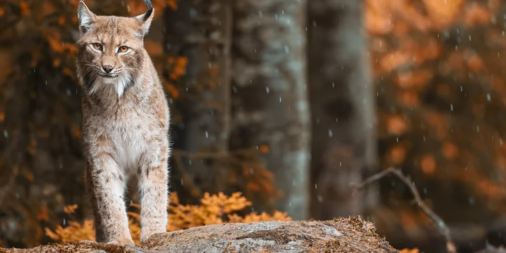 Víkendový kurz fotografování v NP Bavorský les: krásná krajina a divoká zvířata