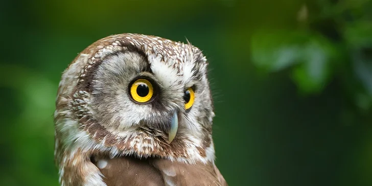 Víkendový kurz fotografování v NP Bavorský les: krásná krajina a divoká zvířata