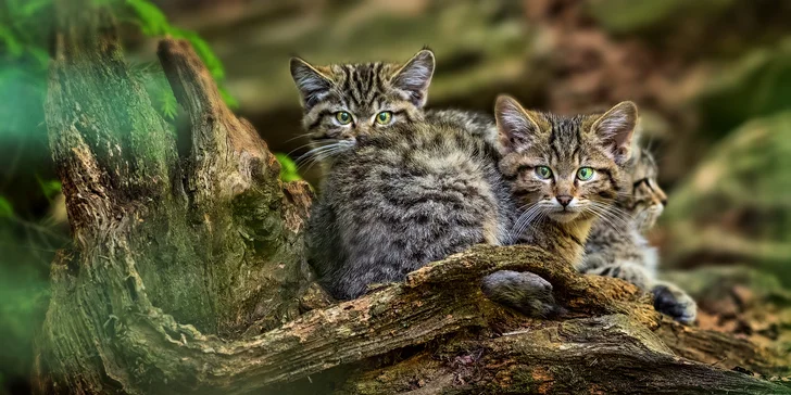 Jednodenní kurz fotografování v NP Bavorský les: krásná krajina a divoká zvířata