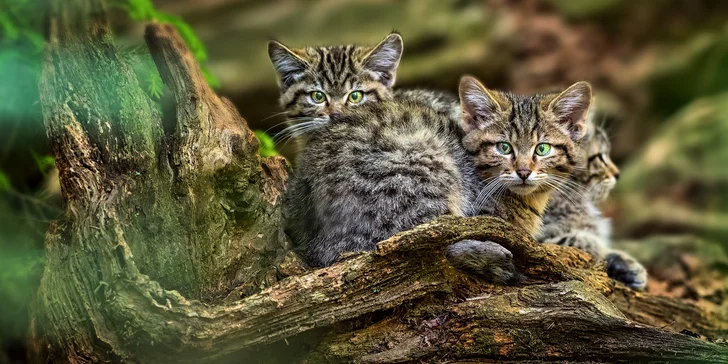 Víkendový kurz fotografování v NP Bavorský les: krásná krajina a divoká zvířata