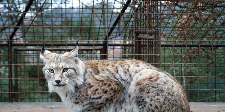 Dopolední nebo večerní krmení šelem pro 2 osoby: školení, krmení i vstup do výběhu