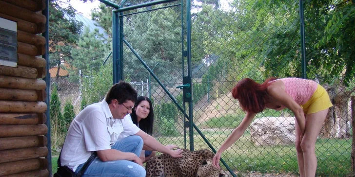 Poznejte rysy, oceloty a geparda zblízka: seznámení se šelmami nebo krmení