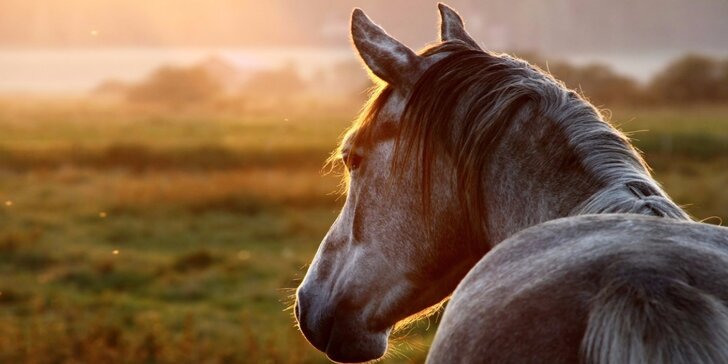 Zážitky na ranči v Beskydech: privátní wellness a masáž nebo jízda na koni