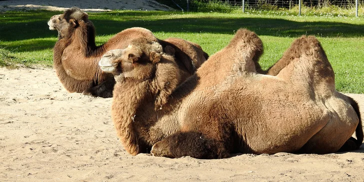 Vyjeďte si do Salcburku: Hohensalzburg, Hellbrunn, zahrady Mirabell i zoo