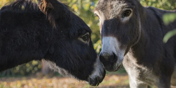 Pobyt na rodinné farmě plné zvířátek: polopenze, masáž i prohlídka a krmení