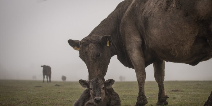 Pobyt na rodinné farmě plné zvířátek: polopenze, masáž i prohlídka a krmení