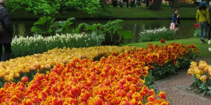 Do Holandska z Moravy: rozkvetlý park Keukenhof, květinové korzo i návštěva Amsterdamu