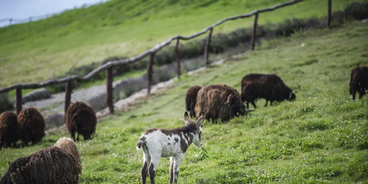 Celodenní vstup do Farmaparku včetně všech atrakcí a kyblík krmení nebo plyšák