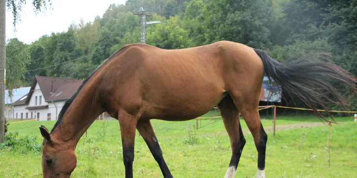 Krásy světa ze sedla: hodinová projížďka na koni pro 1 jezdce
