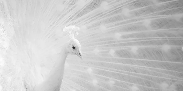 Naučte se fotit: celodenní workshop s profesionálním fotografem