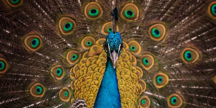 Fotografický kurz v Zoo Praha nebo Safari Parku Dvůr Králové: 8 hodin pro úplné začátečníky i pokročilé