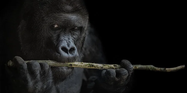 Fotografický kurz v 6 různých zoo pro začátečníky i pokročilé