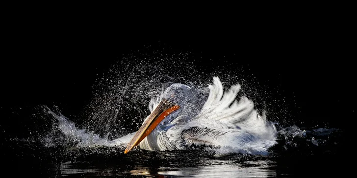 Fotografický kurz v Zoo Praha nebo Safari Parku Dvůr Králové: 8 hodin pro úplné začátečníky i pokročilé
