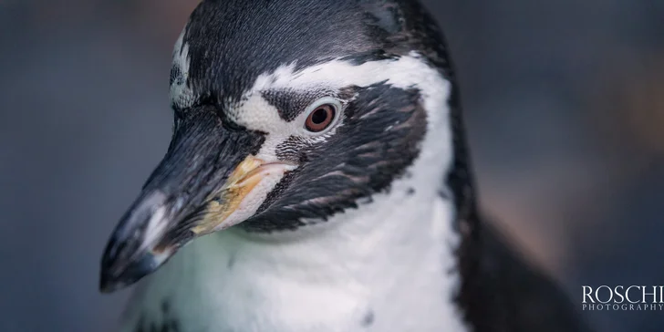 Fotografický kurz v Zoo Praha nebo Safari Parku Dvůr Králové: 8 hodin pro úplné začátečníky i pokročilé