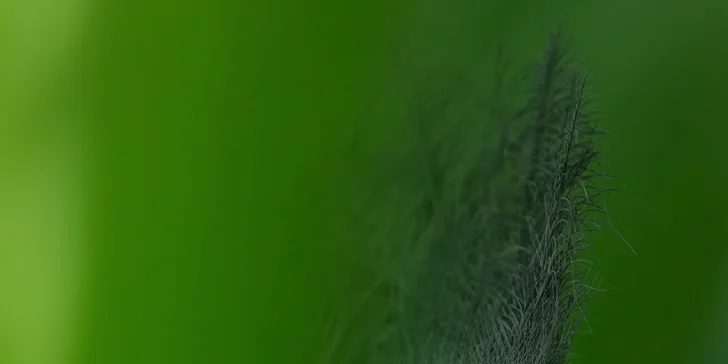 Fotografický kurz v Zoo Praha nebo Safari Parku Dvůr Králové: 8 hodin pro úplné začátečníky i pokročilé