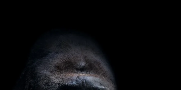 Fotografický kurz v 6 různých zoo pro začátečníky i pokročilé