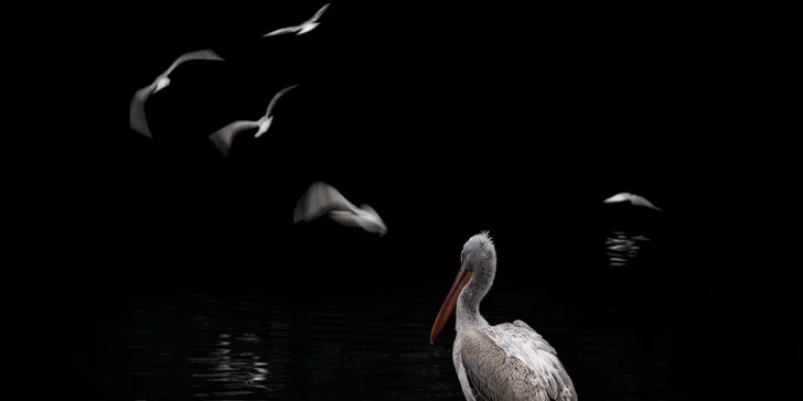 Fotografický kurz ve 3 různých zoo pro začátečníky i pokročilé