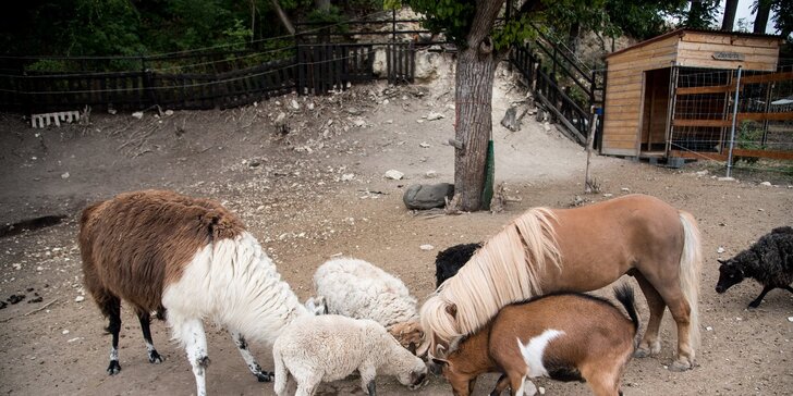 Pobyt se snídaní mezi zvířátky v rančerském karavanu, maringotce nebo chatce s možností vyjížďky na koních