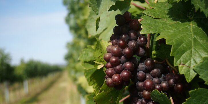 Až 8 dní mezi vinicemi na jižní Moravě: pobyt se snídaní, privátním wellness nebo letní degustace vín
