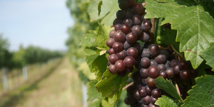 Pobyt v rodinném penzionu na jižní Moravě: polopenze a degustace vín